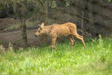 NP Bayerischer Wald_Elch_D8B0184